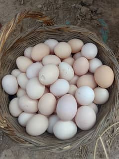 PURE DESI EGGS AVAILABLE IN SARGODHA