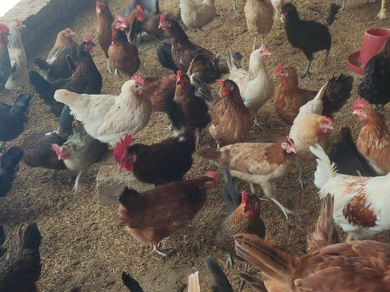 PURE DESI EGGS AVAILABLE IN SARGODHA 1