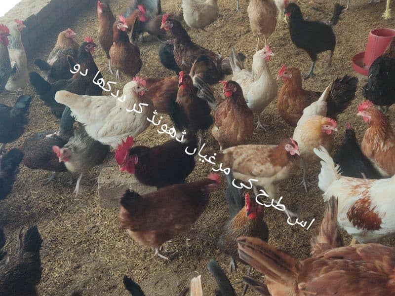 PURE DESI EGGS AVAILABLE IN SARGODHA 2