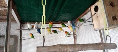 love birds breeder colony