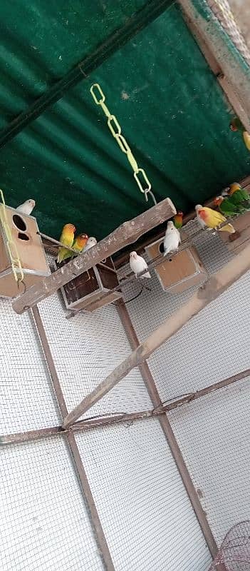 love birds breeder colony 4