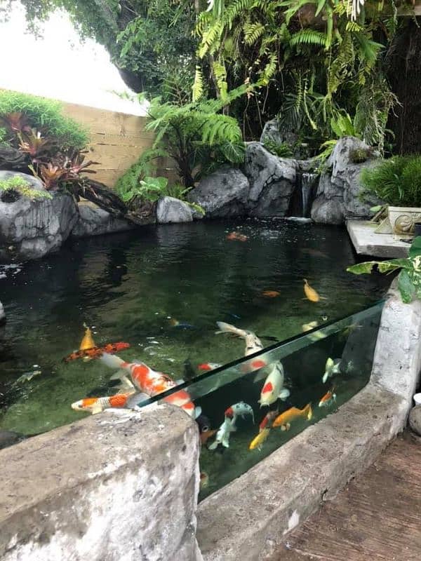 Waterfal - Fountain - Swimg Pool - Pond - Fish Aquarium (0333-5556007) 0