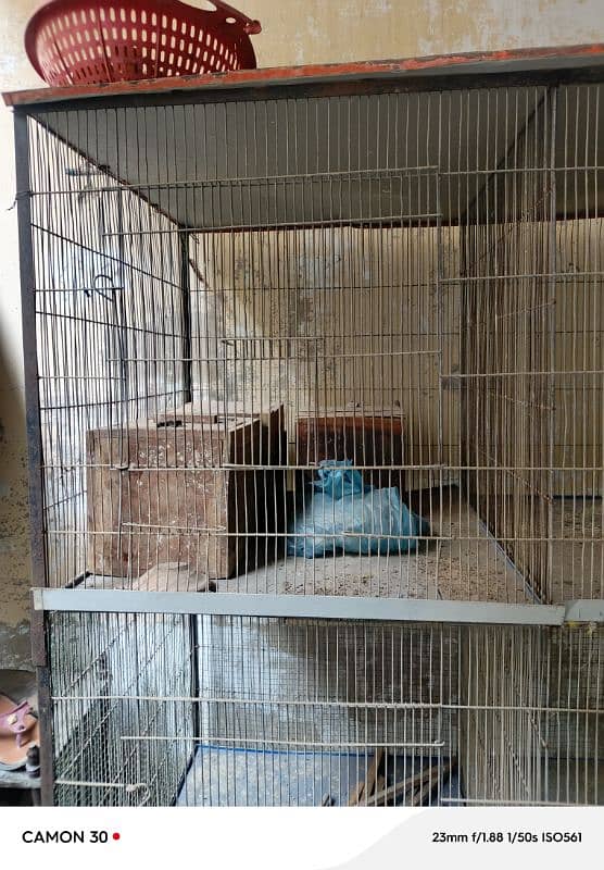 bird cage 6