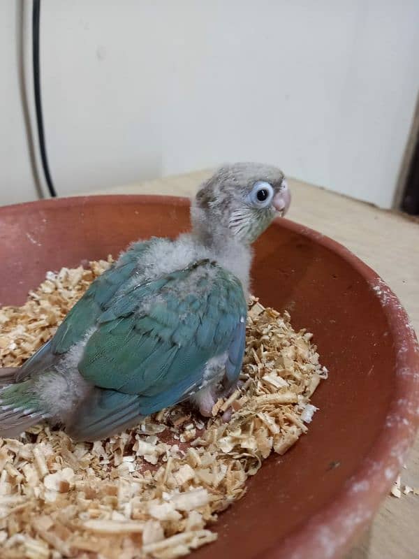 Sky Blue Conure Chick Hand Tame Fly Tame 0