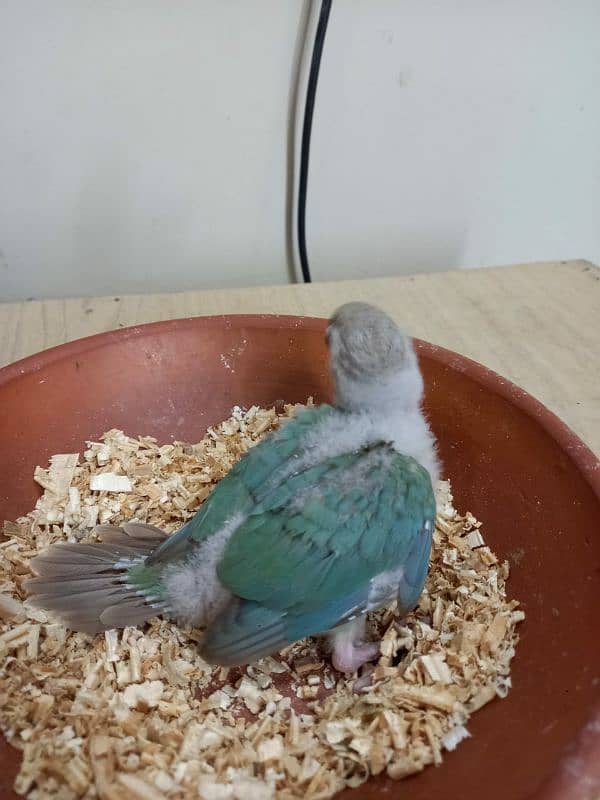 Sky Blue Conure Chick Hand Tame Fly Tame 1