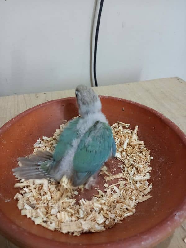 Sky Blue Conure Chick Hand Tame Fly Tame 2