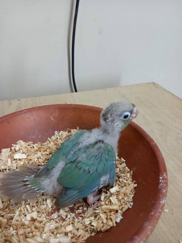 Sky Blue Conure Chick Hand Tame Fly Tame 3