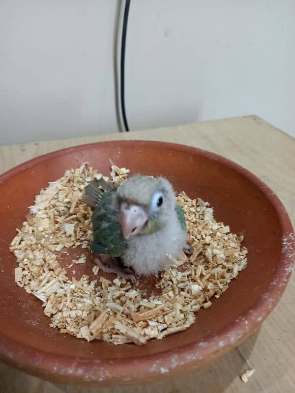 Sky Blue Conure Chick Hand Tame Fly Tame 4