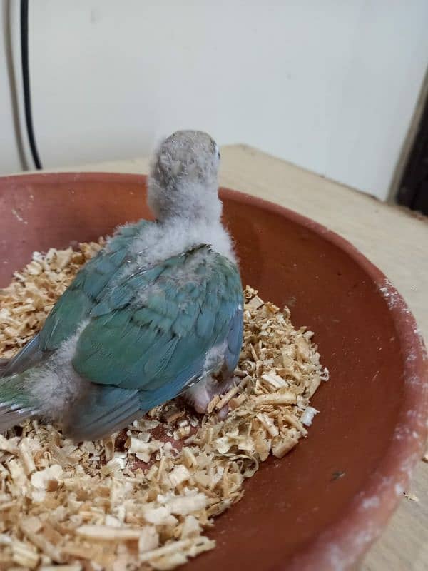 Sky Blue Conure Chick Hand Tame Fly Tame 5