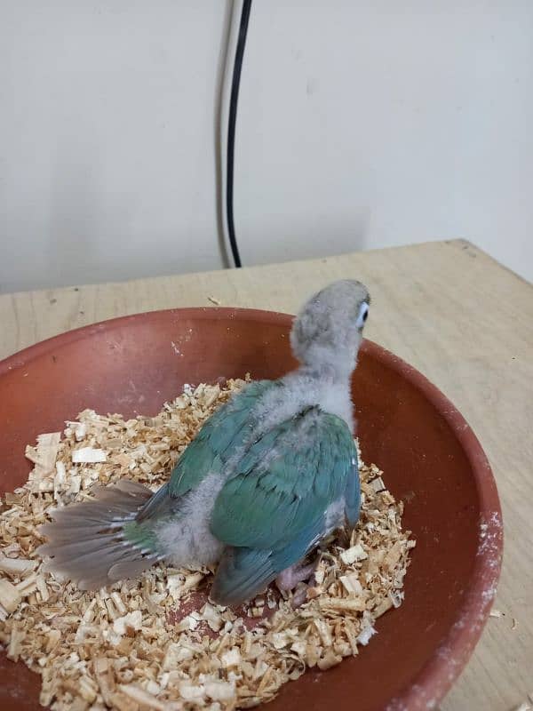 Sky Blue Conure Chick Hand Tame Fly Tame 6