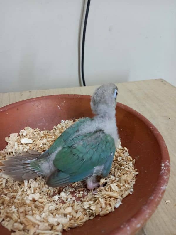 Sky Blue Conure Chick Hand Tame Fly Tame 7