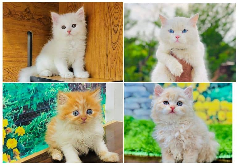 Persian Punch face triple coat cat Kitten 6