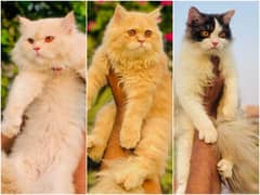 Persian Punch face triple coat cat Kitten