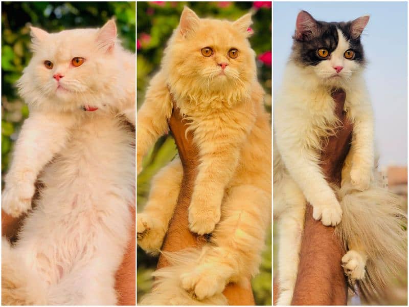 Persian Punch face triple coat cat Kitten 0