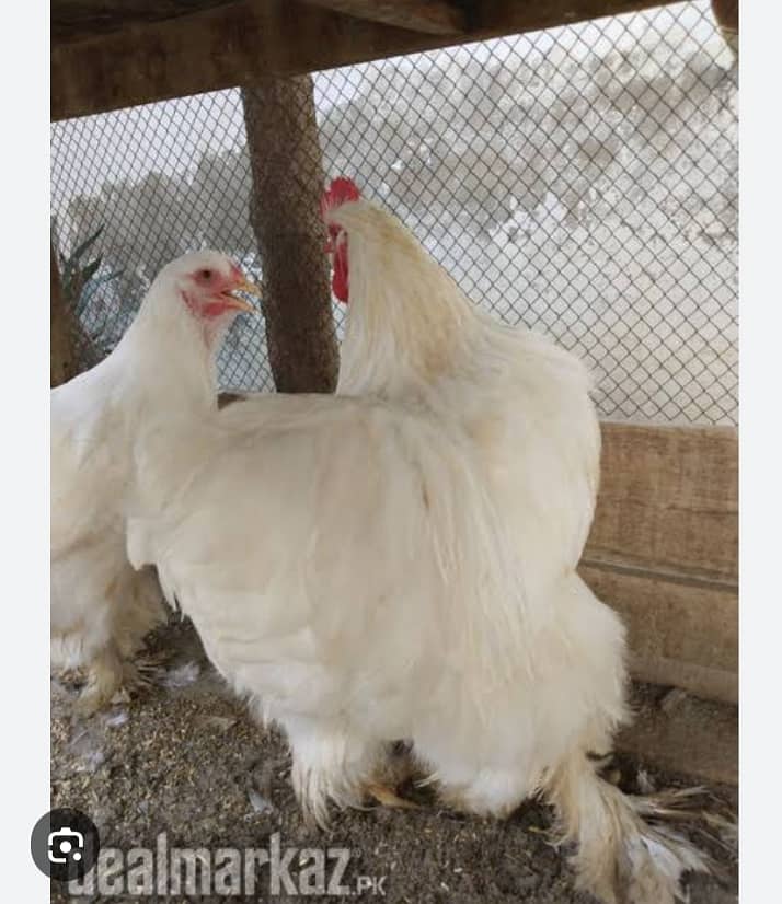 gelden heavy buff/white buff chicks/fancy hen/heavy buff chick's/chuzy 2