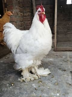 gelden heavy buff/white buff chicks/fancy hen/heavy buff chick's/chuzy 3