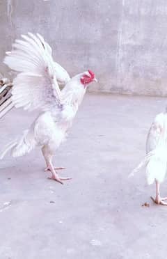 heera paper white male female pair aseel mianwali