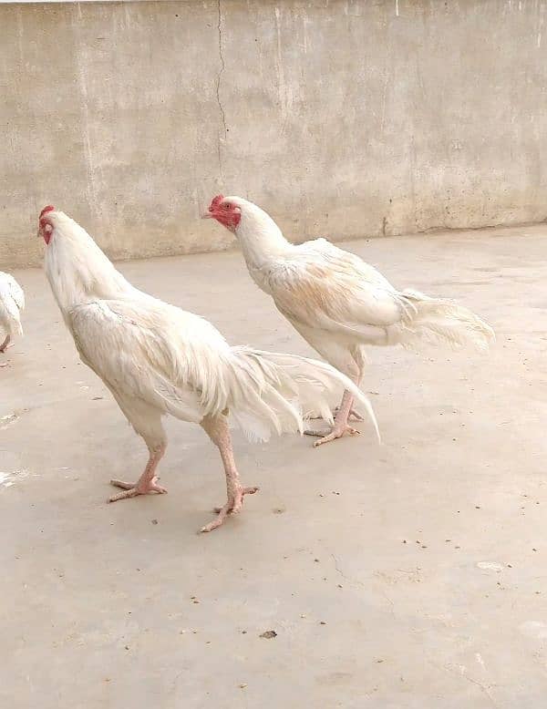 heera paper white male female pair aseel mianwali 4