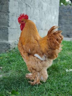 gelden heavy buff/white buff chicks/fancy hen/heavy buff chick's/chuzy