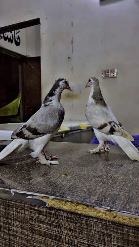 lakka sharazi black white all fancy pigeon available 8