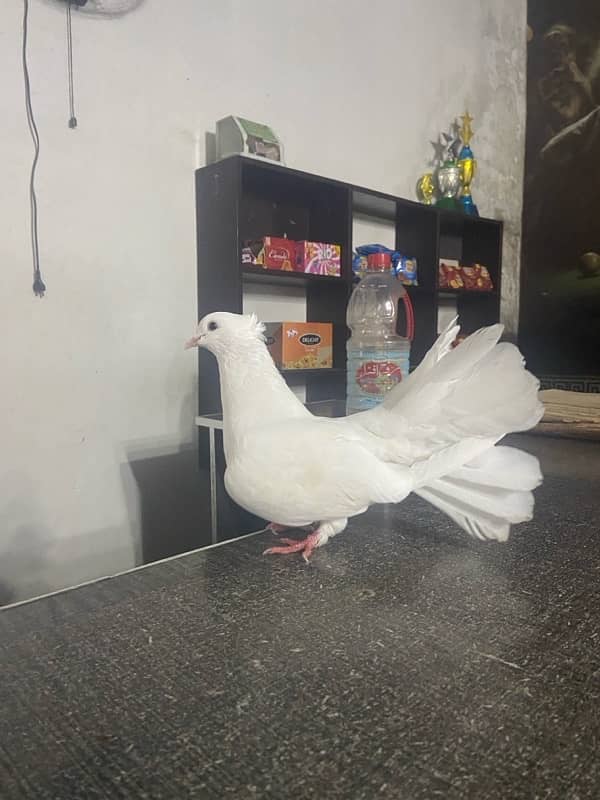 lakka sharazi black white all fancy pigeon available 9