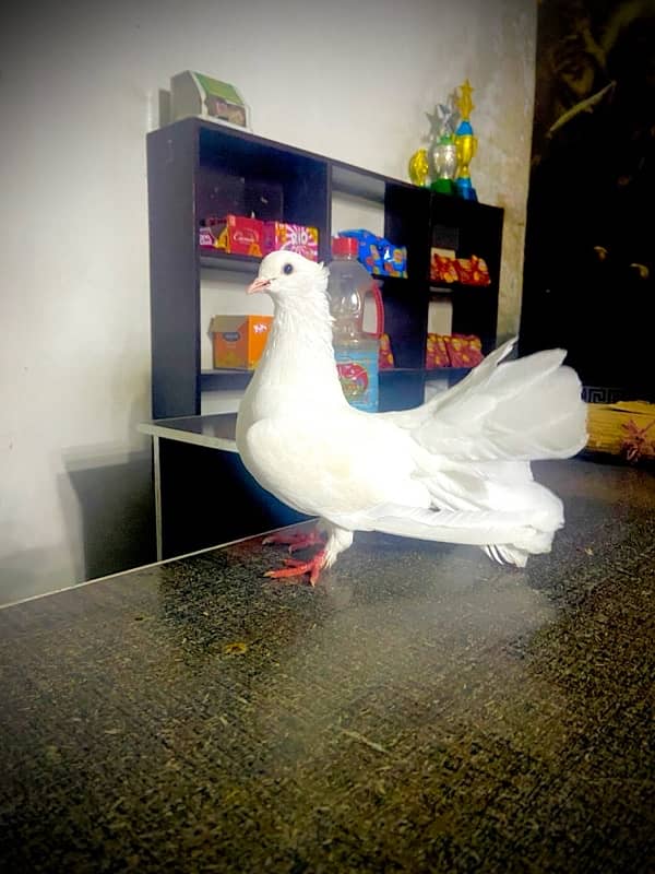 lakka sharazi black white all fancy pigeon available 10