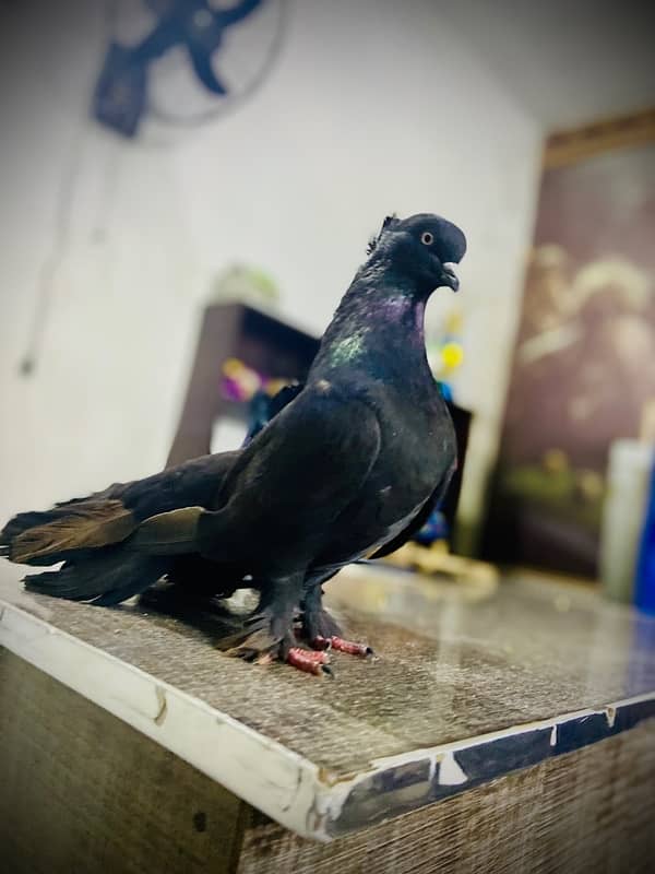 lakka sharazi black white all fancy pigeon available 11