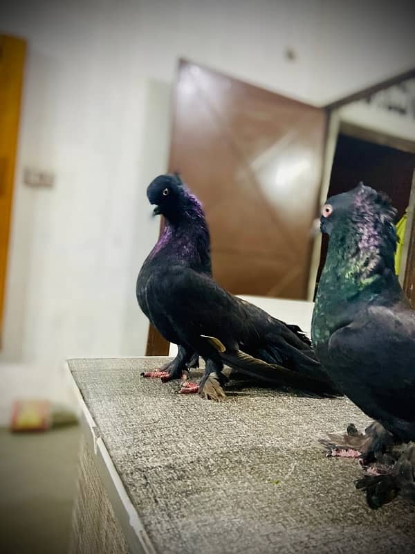 lakka sharazi black white all fancy pigeon available 12