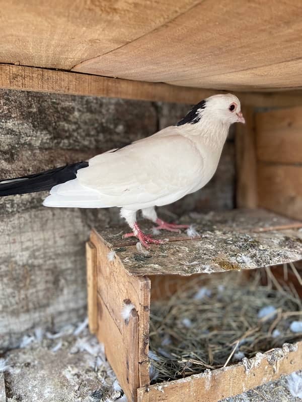 lakka sharazi black white all fancy pigeon available 13