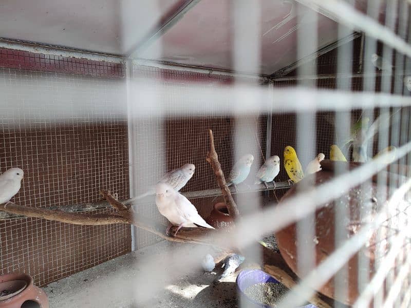 budgies for sale 0