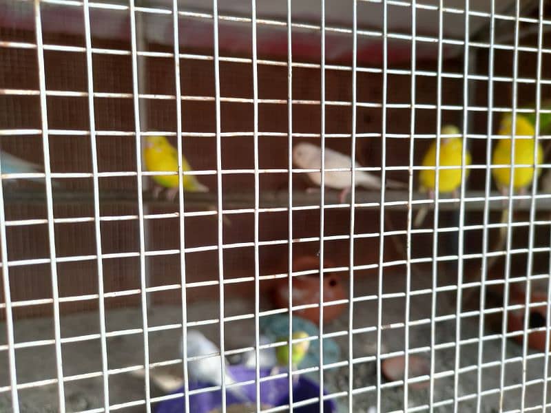 budgies for sale 1