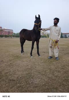 pure desi breed black color colt