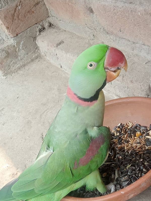 Kashmiri Raw Parrot 1