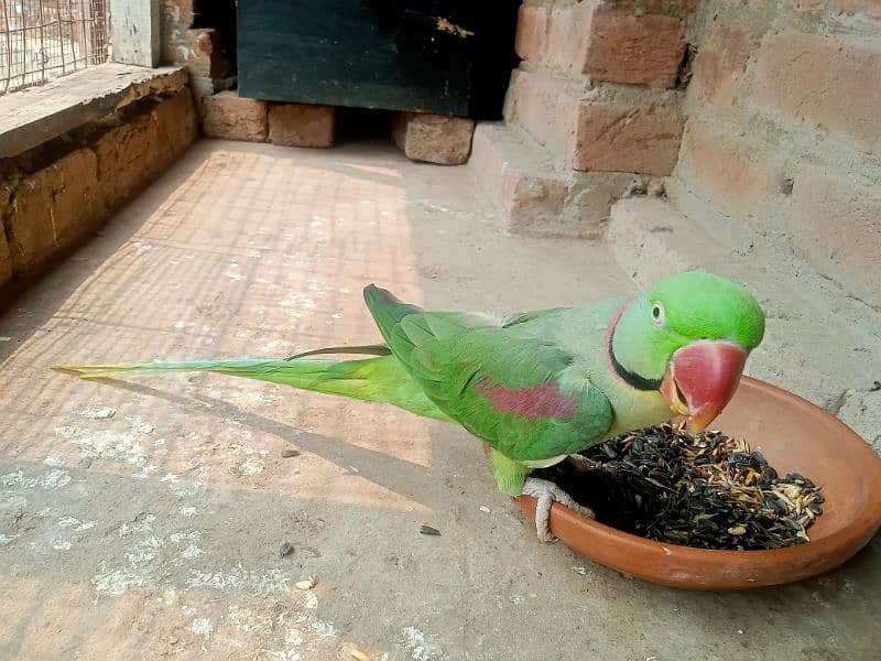 Kashmiri Raw Parrot 2