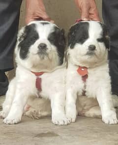 Alabai dog | King Alabai pair | security dog | Alabai Puppies For Sale