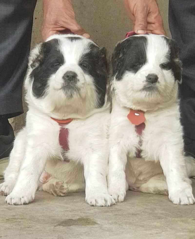 Alabai dog | King Alabai pair | security dog | Alabai Puppies For Sale 0