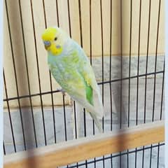 Rainbow Budgies For Sale