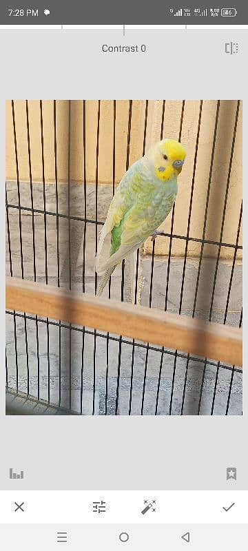 Rainbow Budgies For Sale 1