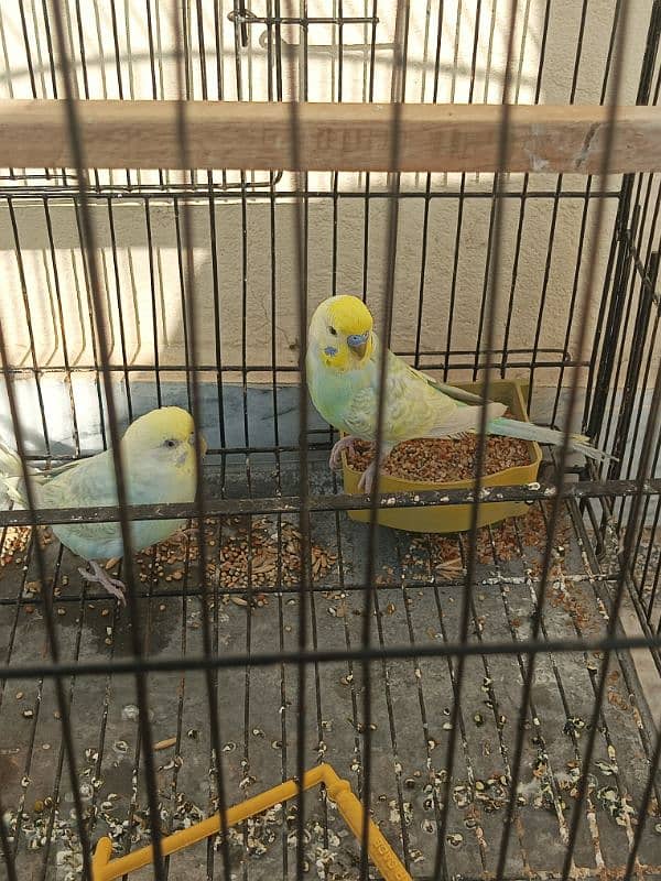 Rainbow Budgies For Sale 2