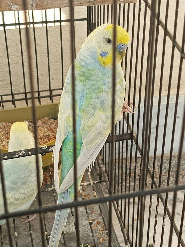 Rainbow Budgies For Sale 3