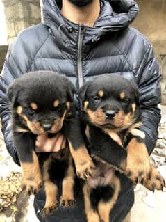 Rottweiler available for new home