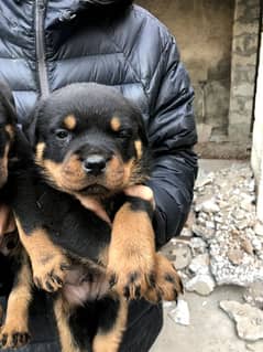 Rottweiler available for new home