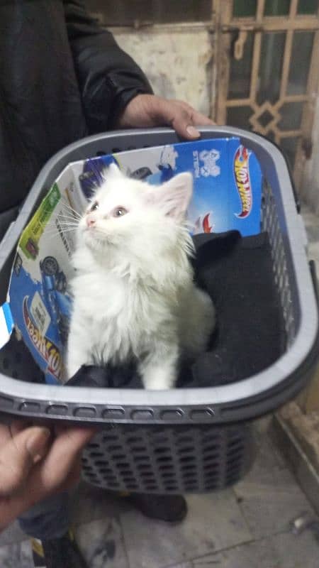 different rates persian punch semi punch kittens triple coated 10