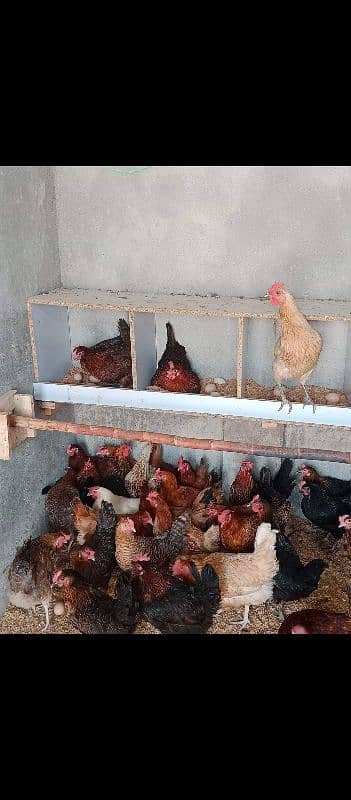 Golden Misri Andoon Wali Murgiyan/ Desi Chickens/ Desi Murgiyan 0