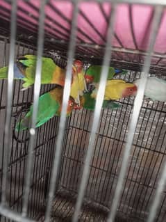 parrots for sale