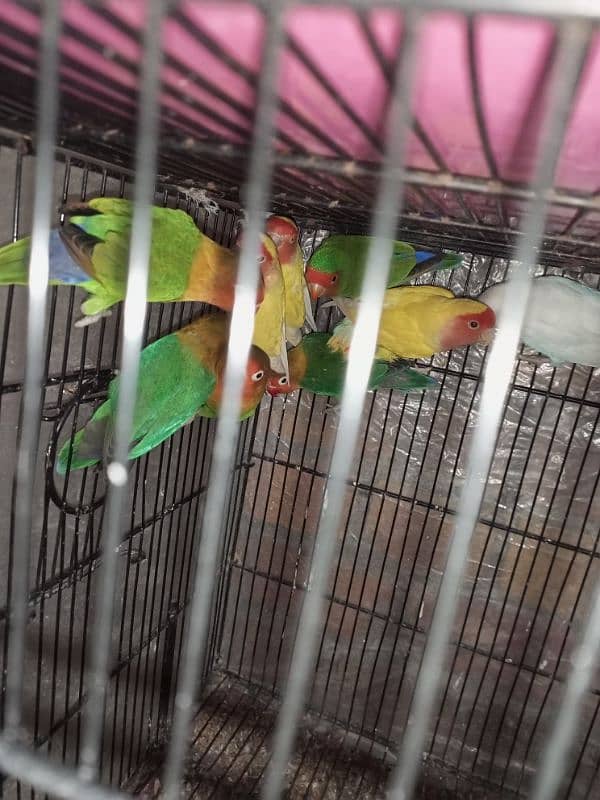 parrots for sale 0