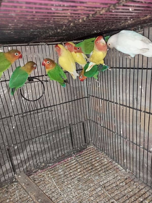 parrots for sale 1