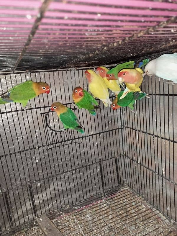 parrots for sale 2