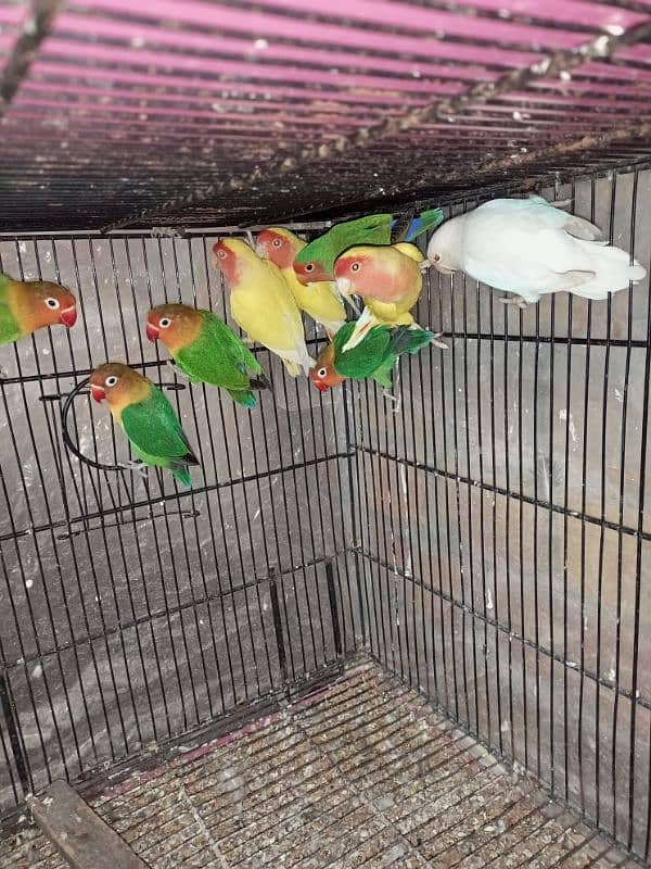 parrots for sale 3