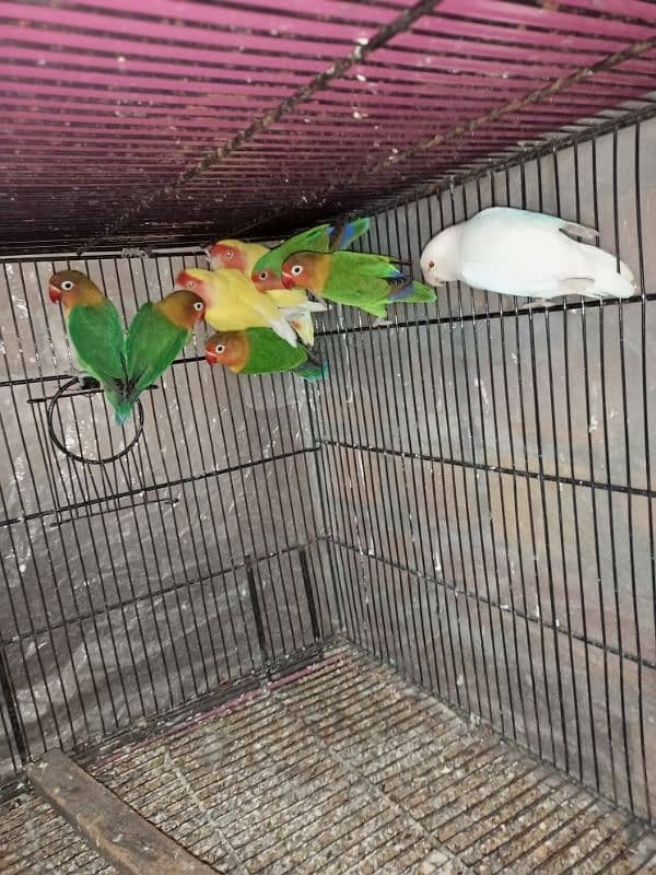 parrots for sale 4